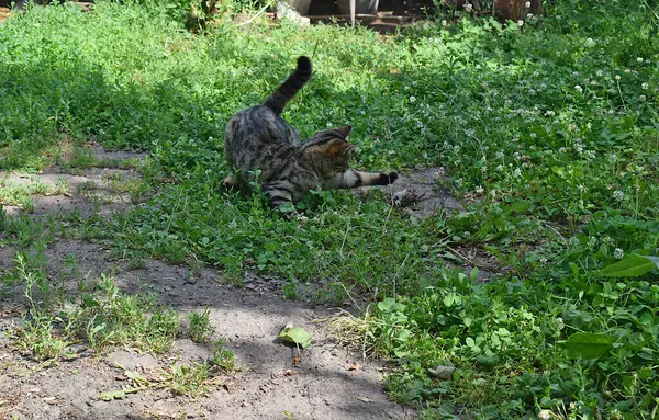 Genç bir kedi yakın zamanda avladığı bir kuşla oynuyor..