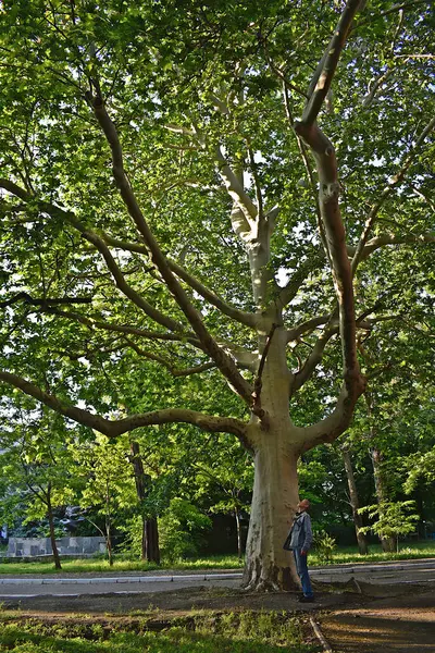 Bir adam bagajın yanında duran dev bir uçak ağacını inceliyor..