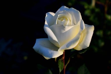Sabah karanlığında beyaz bir gül.