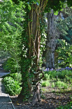 Parkta bir ağaç gövdesi, sarmaşıklarla sarmalanmış..