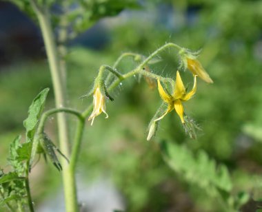 Sebze bahçesinde sarı domates çiçekleri..