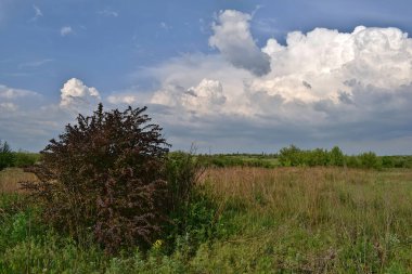 Ön planda kırmızı böğürtlen çalısı olan manzara.