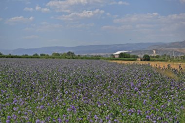 Bolca açan yonca yonca tarlası.
