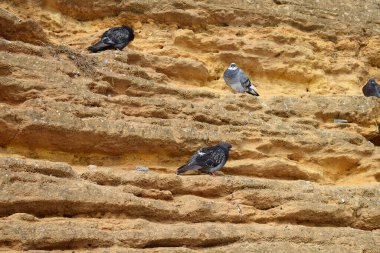 Güvercinler Karadeniz 'in kıyı bölgesindeki kaya parçalarından oluşan dikey bir kayanın üzerinde dinleniyorlar..