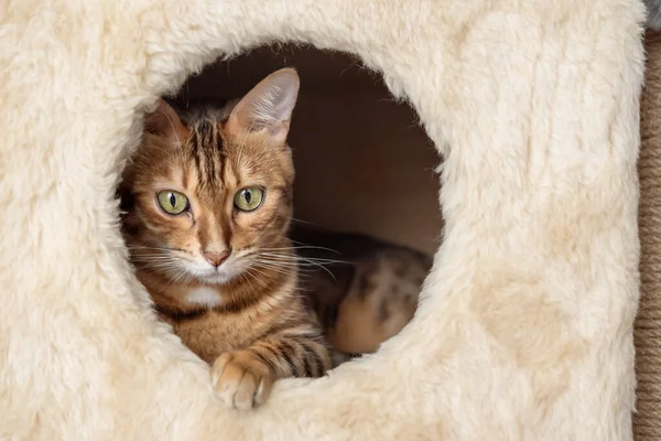 Bengal cat is resting inside the cat house. Cat accessories.