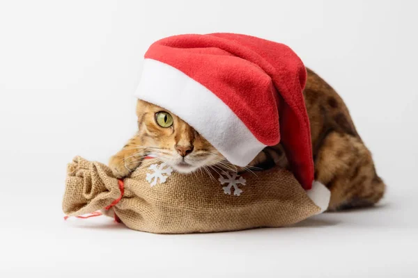 Бенгальская Кошка Мешком Подарков Изолирована Концепция Рождества Нового Года Кот — стоковое фото