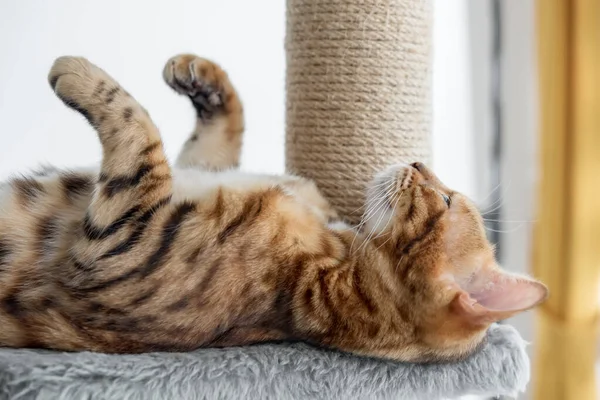 Charming Bengal cat is resting on a scratching post. Pet accessories.