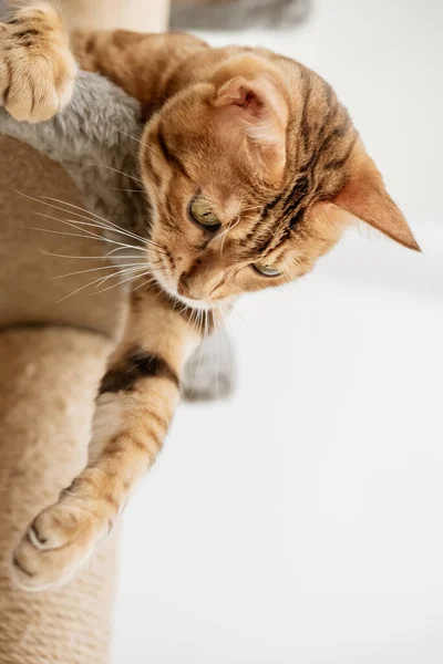 Niedliche Bengal Katze Und Baum Zimmer Kratzbaum Für Haustiere — Stockfoto