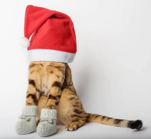 Rolig Bengalisk Katt Jul Hatt Isolerad Vit Bakgrund Katt Santa — Stockfoto