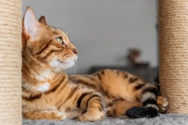 Bengal kedisi ve odada tırmalama izi var. Seçici odak.