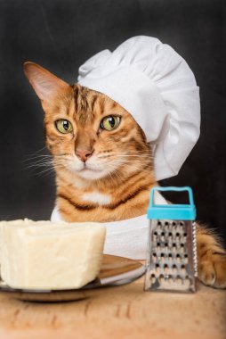 Bengal kedisi aşçısı. Koyu bir arka planda peynir ve rende..