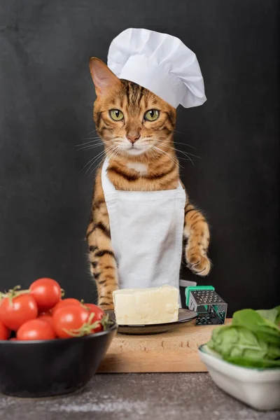 暗い背景に大きなとチーズとベンガル猫の料理 — ストック写真