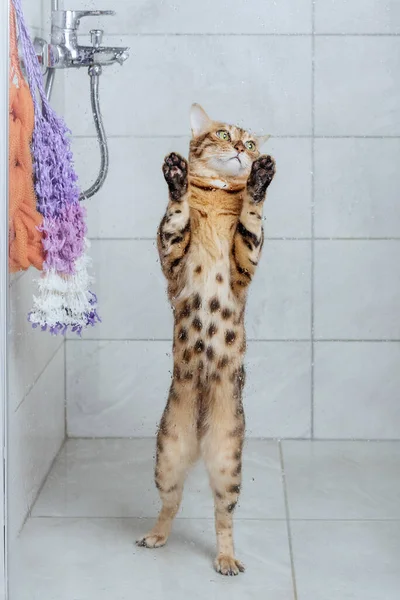 Bengal Cat Shower Washing Pets Domestic Cat Care — Stock Photo, Image