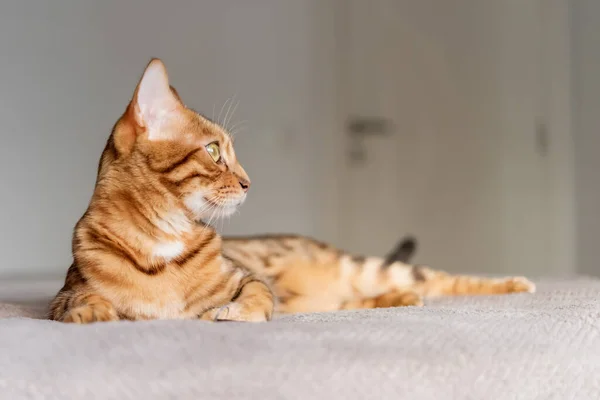 Bengálská Kočka Odpočívá Posteli Pokoji — Stock fotografie