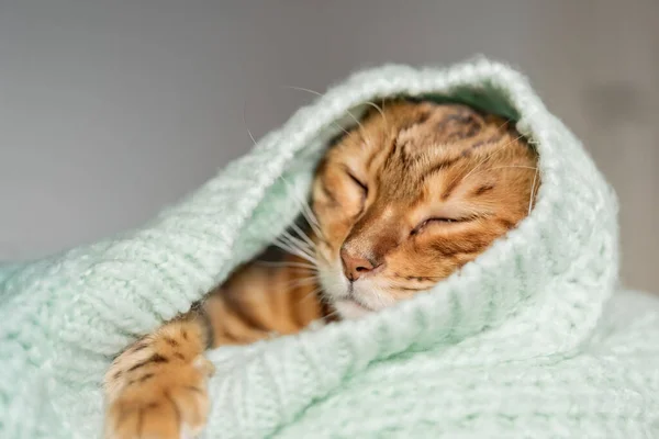 孟加拉猫躺在床上 裹着一件羊毛衫 — 图库照片