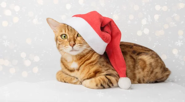 Vánoční Kočka Červené Santa Claus Klobouk Bílém Pozadí — Stock fotografie