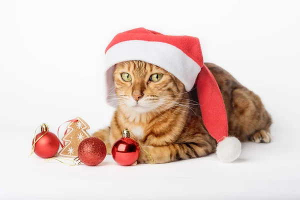 戴着圣诞礼帽的生姜猫和背景隔离的圣诞装饰品 圣诞及新年概念 — 图库照片