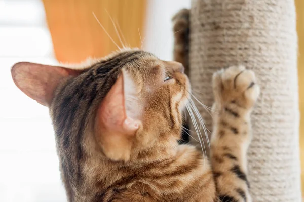 Roztomilý Mazlíček Doma Brousí Drápy Kočičím Stromě Selektivní Zaměření — Stock fotografie