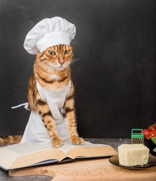 Young Domestic Cat Apron Reads Recipe Book Dark Background — Stock Photo, Image