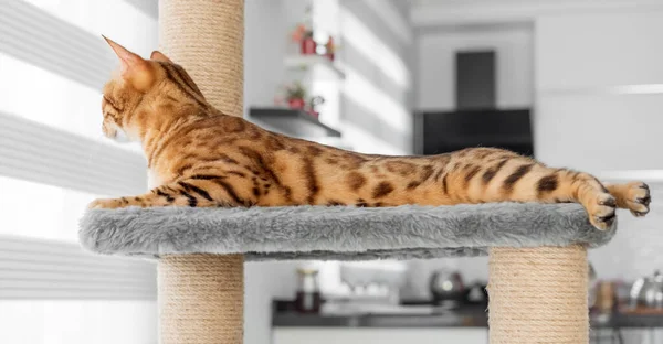 Roztomilá Červená Bengálská Kočka Leží Poškrábání Příspěvek Pozadí Místnosti — Stock fotografie