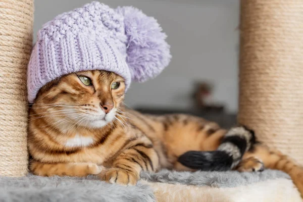 Bengal cat in a hat and a scratching post in the room.
