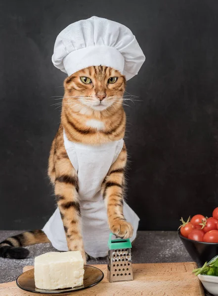 暗い背景に大きなとチーズとベンガル猫の料理 — ストック写真