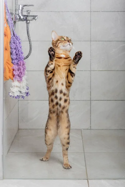 Γάτα Της Βεγγάλης Στο Ντους Πλένω Κατοικίδια Εγχώρια Φροντίδα Γάτας — Φωτογραφία Αρχείου
