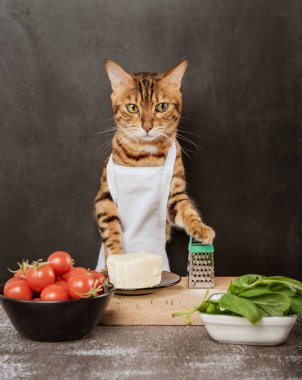 Bengal kedisi aşçısı. Koyu bir arka planda peynir ve rende..