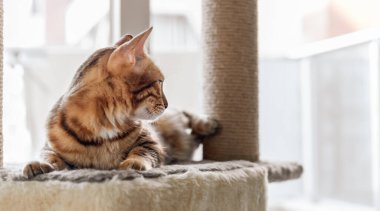 Evcil bir kedi, pencerenin önündeki tırmalama direğinde kedi yatağında kestiriyor..