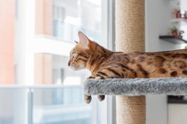 Tatlı kırmızı bir Bengal kedisi odanın arka planında bir tırmalama direğinde yatıyor..
