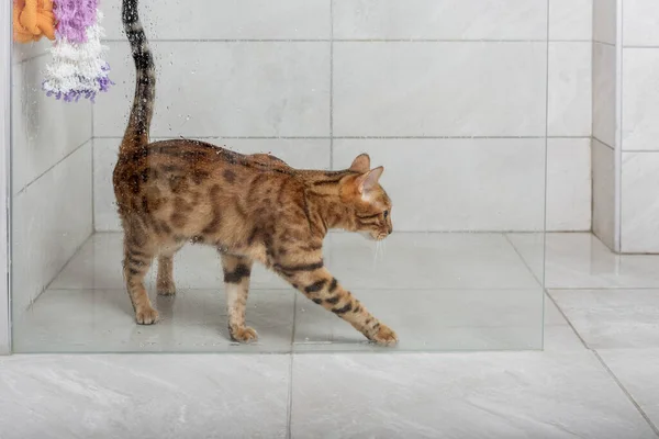 Bengal cat in the shower. Washing pets. Domestic cat care.