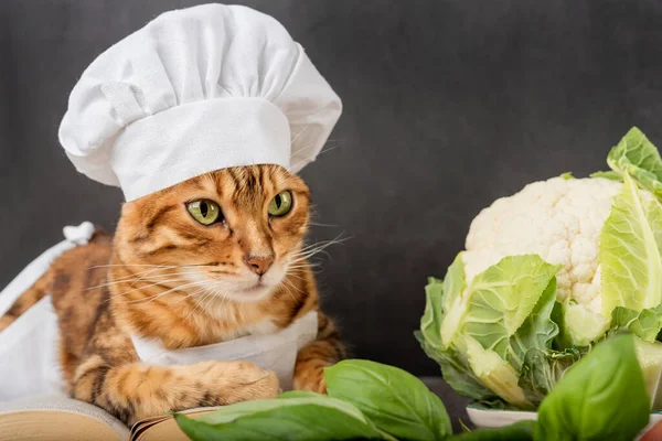 有趣的猫做饭和蔬菜在黑暗的背景 健康食品概念 — 图库照片