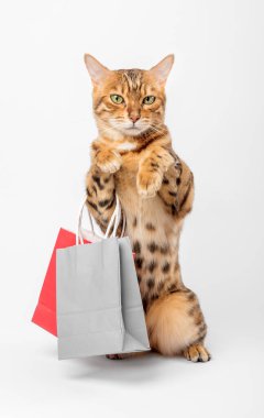 Zencefilli kedi beyaz arka planda kağıt poşetler tutuyor. Dikey çekim.