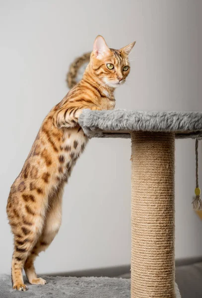 Bengal cat on a scratching post, in the background of the living room. Furniture for pets.
