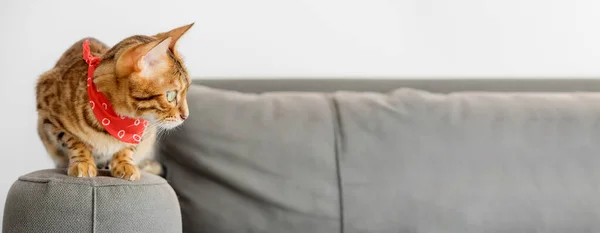 Γάτα Της Βεγγάλης Μαντήλι Στο Λαιμό Κάθεται Στον Καναπέ Αντιγραφή — Φωτογραφία Αρχείου