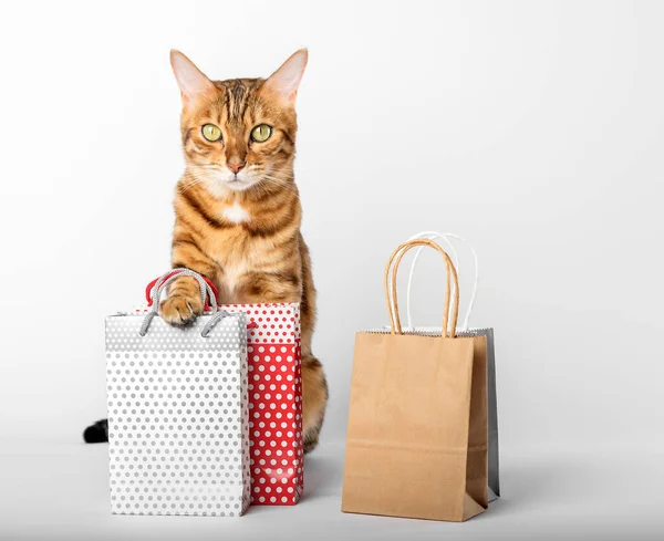 Stock image Domestic cat among colorful bags isolated on white background.