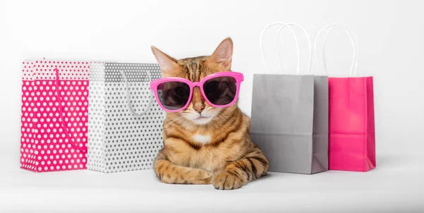 Gato Vermelho Engraçado Óculos Com Sacos Papel Isolados Fundo Branco — Fotografia de Stock