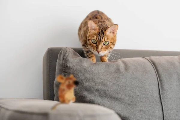Hauskatze Spielt Auf Grauem Sofa Wohnzimmer — Stockfoto