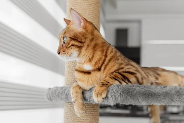 Rozkošná Bengálská Kočka Škrábacím Sloupku Okna Selektivní Zaměření — Stock fotografie