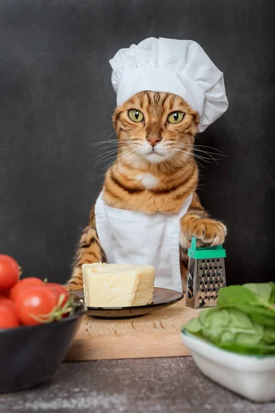 Bengalisk Katt Kock Med Ett Rivjärn Och Ost Mörk Bakgrund — Stockfoto
