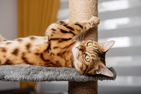 Bengálská Kočka Škrábacím Kůlu Pozadí Obývacího Pokoje Nábytek Pro Domácí — Stock fotografie