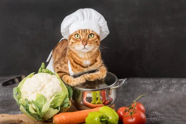 厨师猫与锅和蔬菜在黑暗的背景 复制空间 — 图库照片