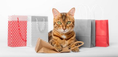 Beyaz arka planda izole edilmiş kağıt torbalı Bengal kedisi.