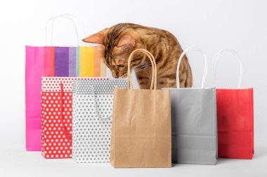 Beyaz arka planda izole edilmiş renkli çantalar arasında evcil kedi.