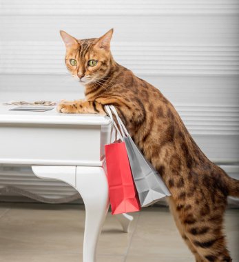 Komik kızıl kedi kağıt torbaları içeride tutuyor..