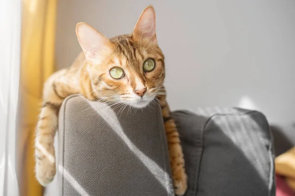 Eine Orangefarbene Katze Ruht Auf Einem Sofa Wohnzimmer Fenster — Stockfoto