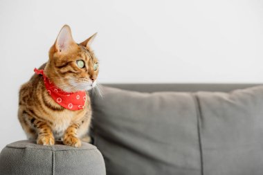 Boynunda eşarp olan Bengal kedisi kanepede oturuyor. Boşluğu kopyala.