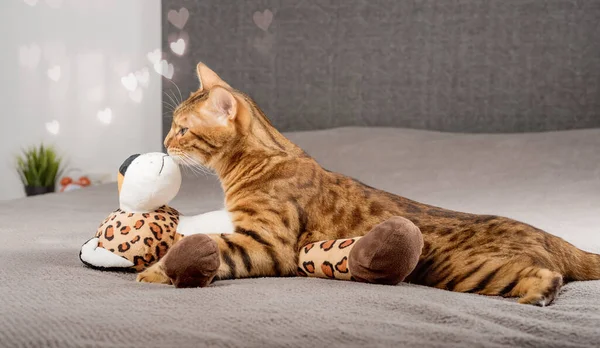A bengal cat in love licks or kisses and hugs a toy leopard at home. Domestic cat for valentines day. copy space.