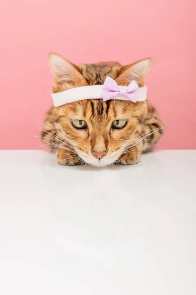 背景にピンクの縁に愛らしいベンガル猫 スペースのコピー — ストック写真
