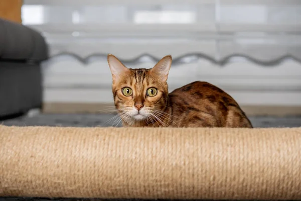 Bengala Gato Durante Jogo Esconde Atrás Posto Arranhões Sala — Fotografia de Stock